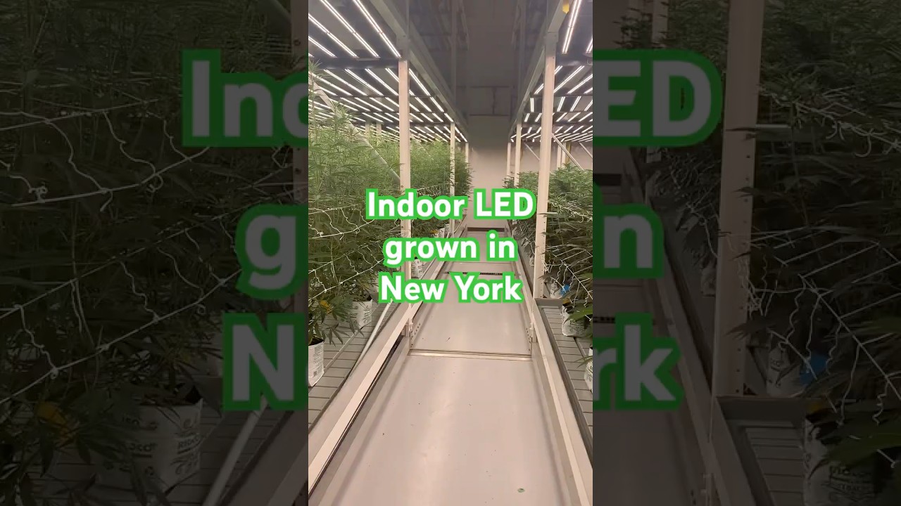 Boomer grower trying out YouTube. Do hashtags work? #farming #indoorplants #420 #cannabiseducation