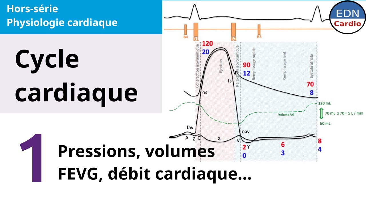 Physiologie cardiaque - Cycle cardiaque : explications sur les pressions, les volumes, etc.