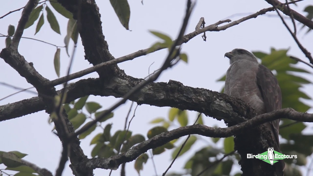 Ridgway's Hawk - Dominican Republic Birding Tour! Critically Endangered Species!!