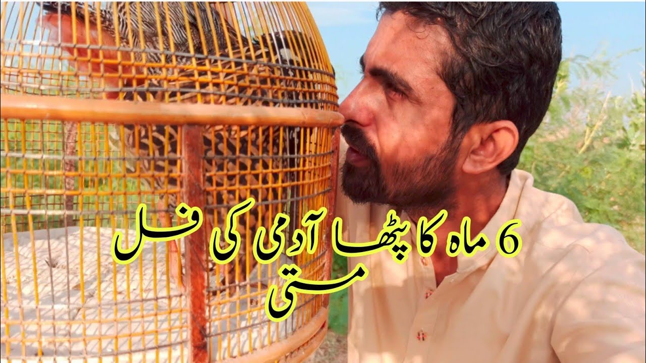 Kala Teetar 6 Month Ka Patha admi ki Full Musti Black Francolin baby Fun