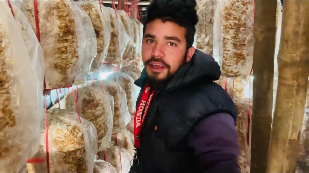 mushroom farming in waling 