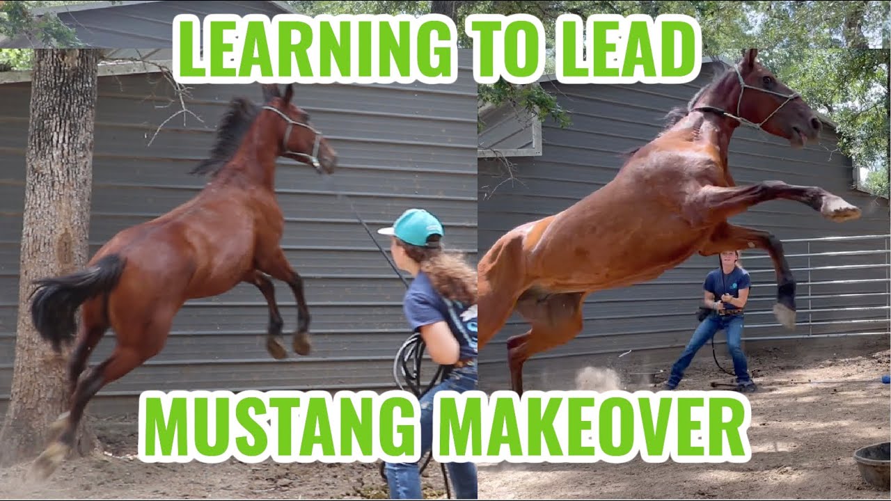 Teaching a Mustang to Lead | Wyvern 5