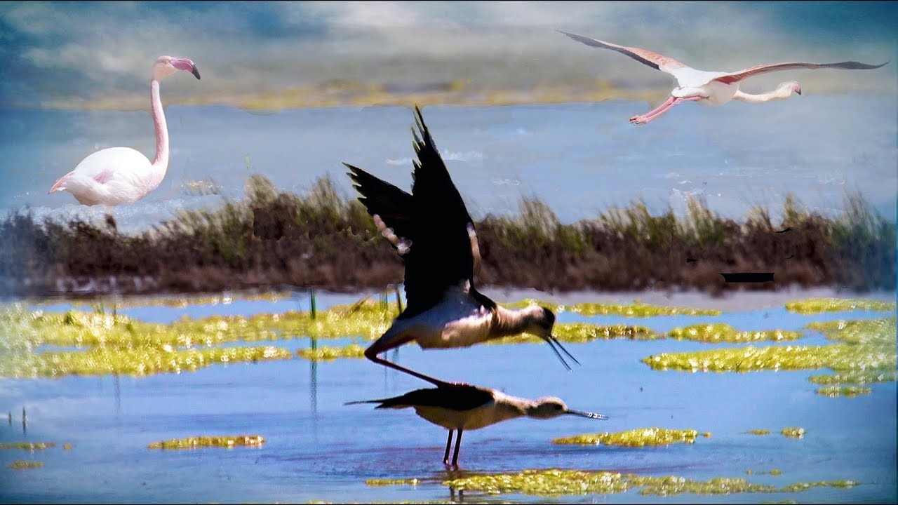 AVES EN LAS LAGUNAS DE VILLACAÑAS, VILLAFRANCA DE LOS CABALLEROS, PEDRO MUÑOZ Y MOTA DEL CUERVO