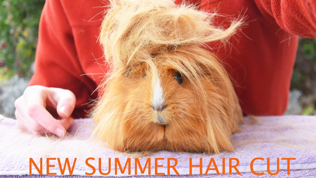 Mr.Ginger the guineapig gets a summer hair cut