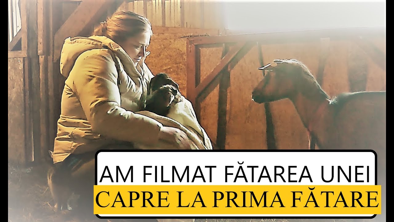 Am filmat FĂTAREA UNEI CAPRE ȘI AM EXPLICAT TOATĂ PROCEDURA! CE TREBUIE SĂ VEZI! #OrășeanLaȚară!
