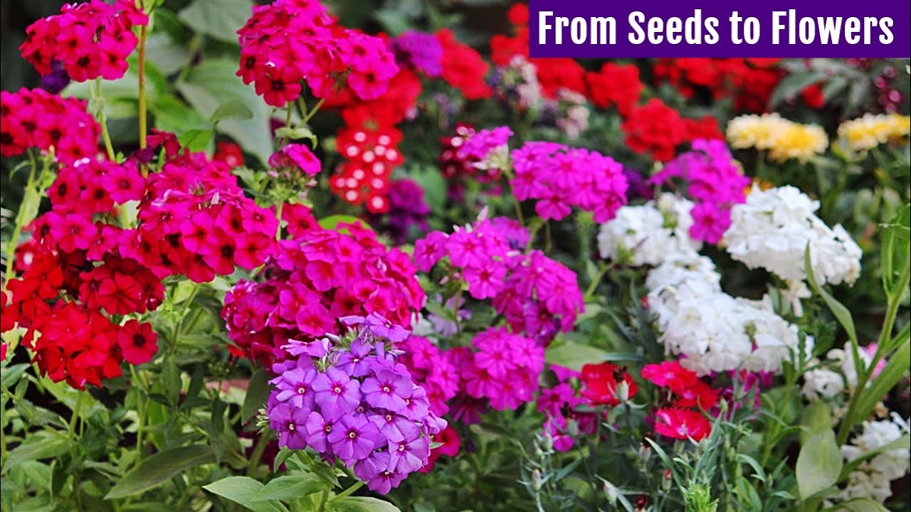 GROW Beautiful PHLOX from Seeds NOW [Start To Finish]