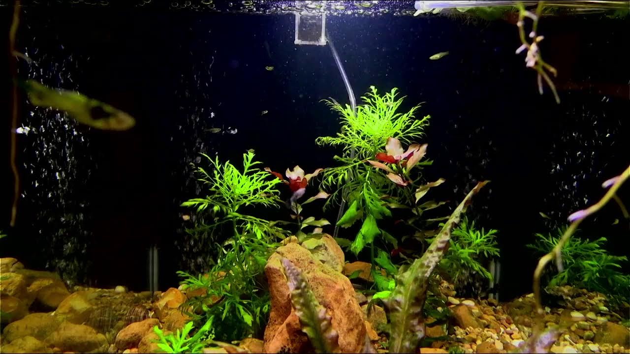 MSGR Library Aquarium 24/7 Livestream!