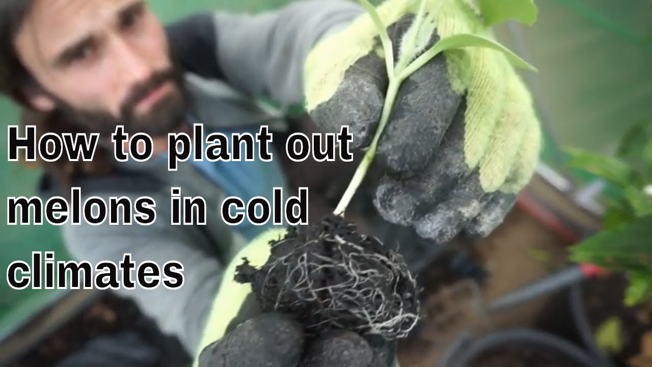How to plant out melons in cold climates