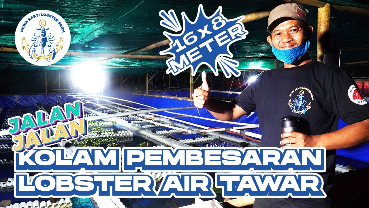 Jalan-Jalan Ke Kolam Pembesaran 16x8meter untuk Memasukan Bibit Lobster Air Tawar