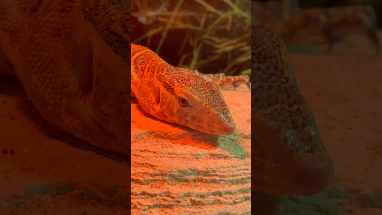 Giant Lizard