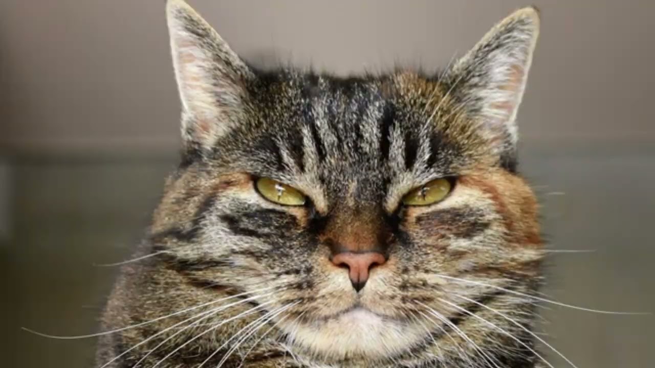 BROTE DE PANLEUCOPENIA  FELINA EN EL SALVADOR