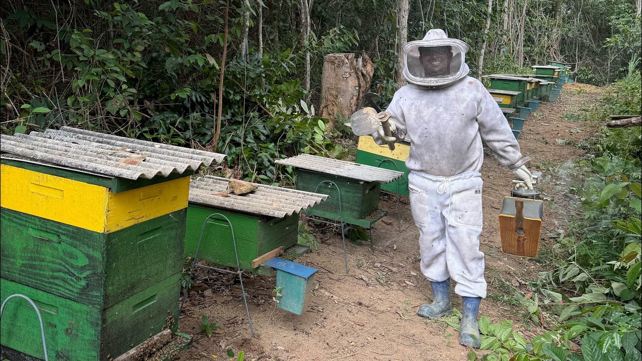 Como fazer sua limpeza de apiário 
