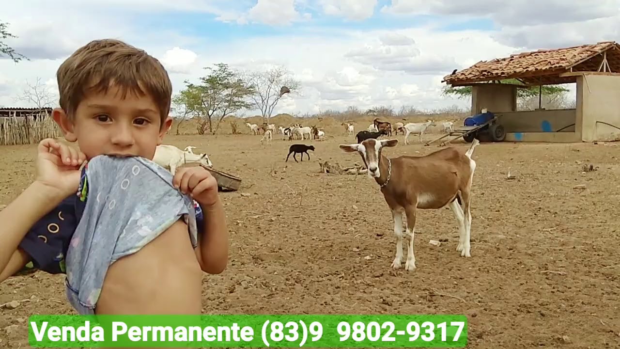 Cabras Que Dão Até 8 Litros de Leite Por Dia | Venda Permanente de  Cabra Leiteira em Soledade-PB