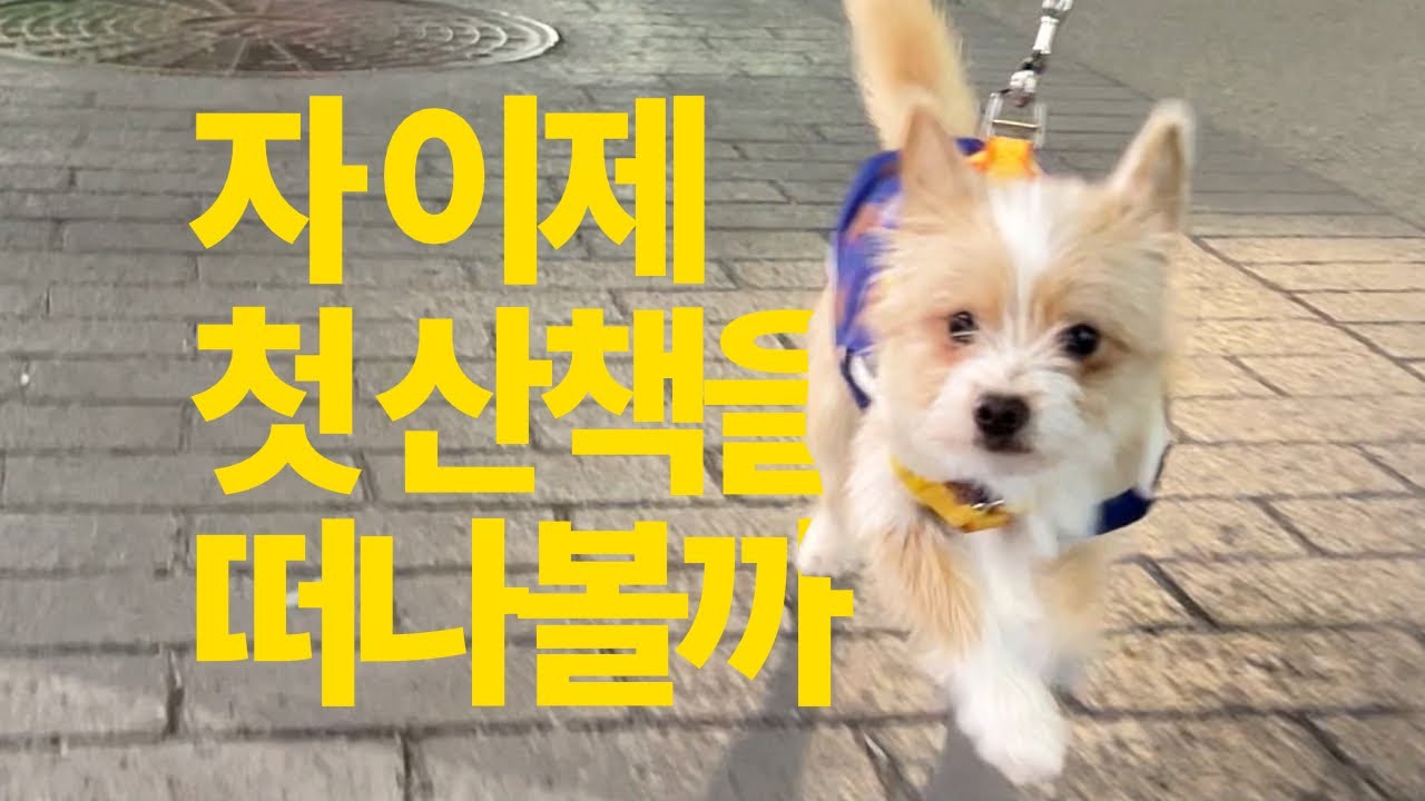 드디어 첫 산책! 감자의 동네 한바퀴 | Vlog | 포인핸드 | 유기견 입양