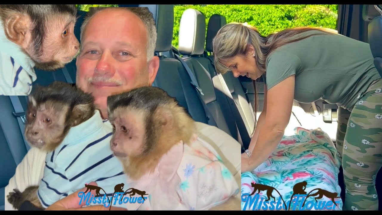 How we travel with 3 Monkeys! Toby, Angelika & Russel ❤️❤️❤️