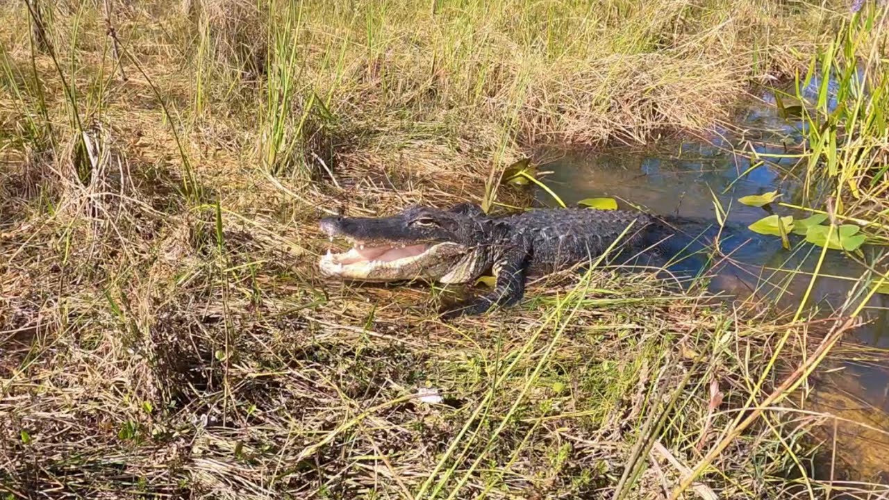 Hiking Down Alligator Trail - Florida Everglades Alligators (5K)