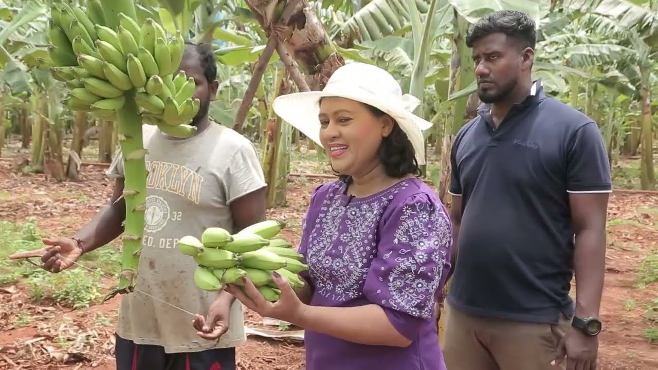 Jaffna organic ambul banana (Tamil)