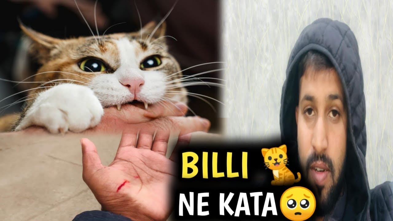 Mujhy Billi 🐈 ne kata or khoon nikal diya.🥺