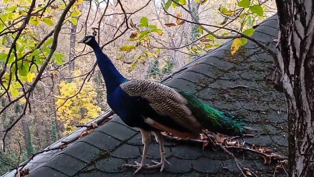 Peacock Filip walks on the cafe's roof