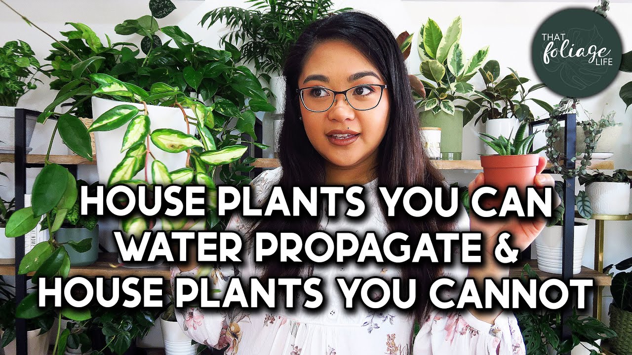 House Plants You Can and Cannot Propagate in Water