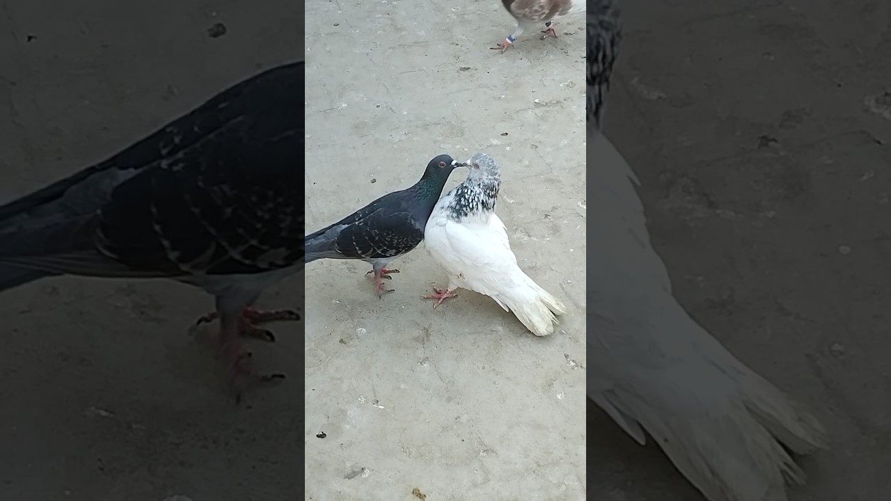 High Flyer Pigeon Video #youtube #viral #shorts #kabutar #pigeons #love #birds