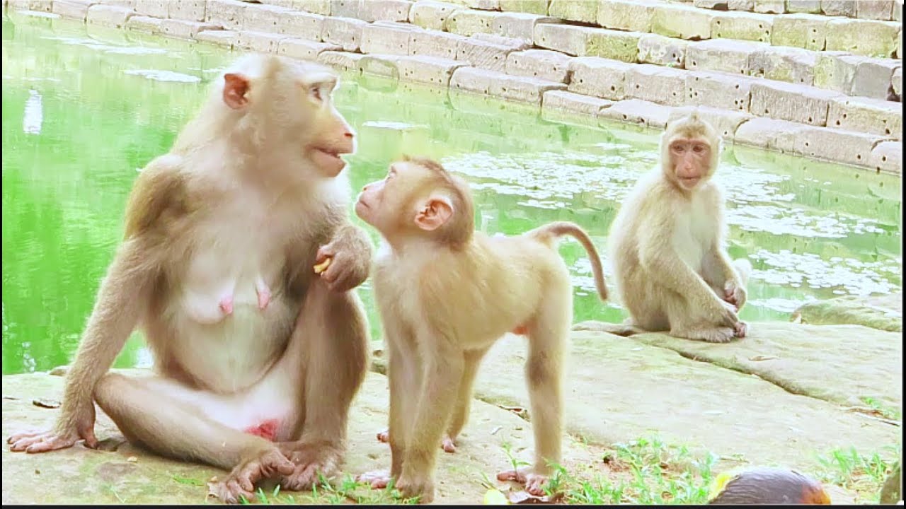 why Libby? P-i-t-y monkey Leo hungry milk but she block again