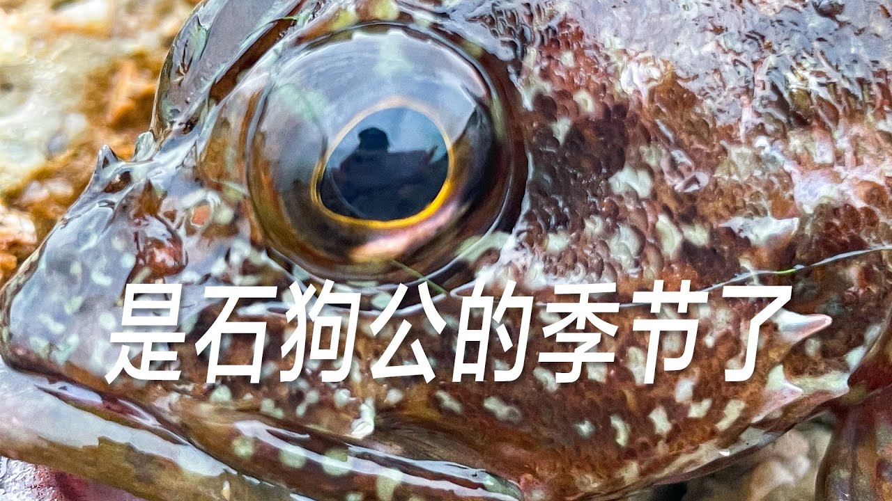 釣石狗公的季節又到了，幾個人輕輕鬆鬆能釣上百條
