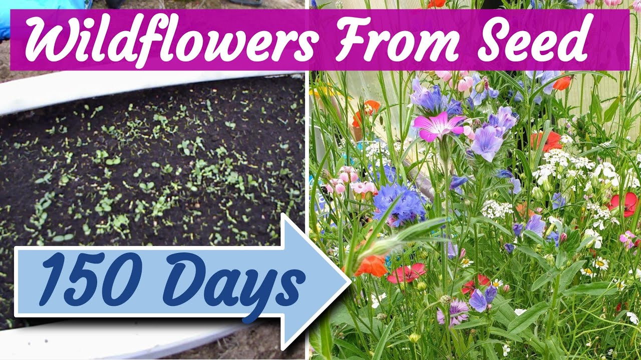 Wild Flowers Growing from Seed 150-day Timelapse