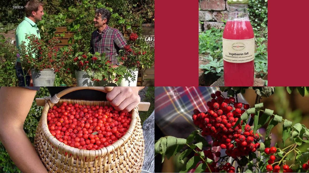 Vogelbeeren ernten und verarbeiten