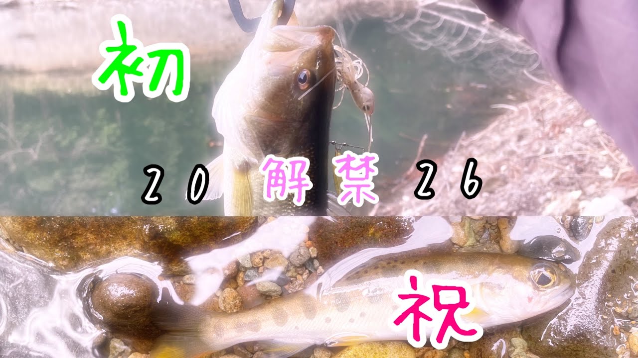 【渓流釣り】㊗️2026解禁！と一緒に今年初バス#渓流釣り #釣り #ブラックバス #福岡県 