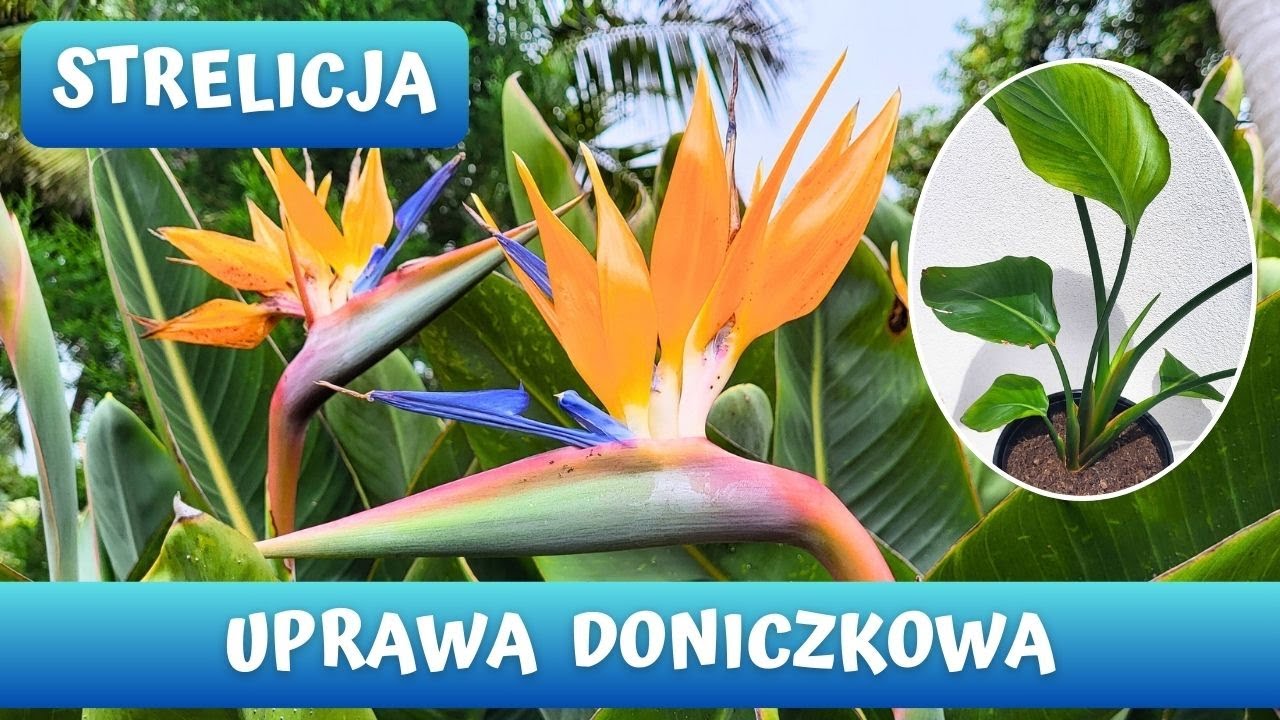 Jak pielęgnować i przesadzać Strelicję? Strelicja Nicolai, Strelicja Królewska uprawa doniczkowa 🌾🌾🌾