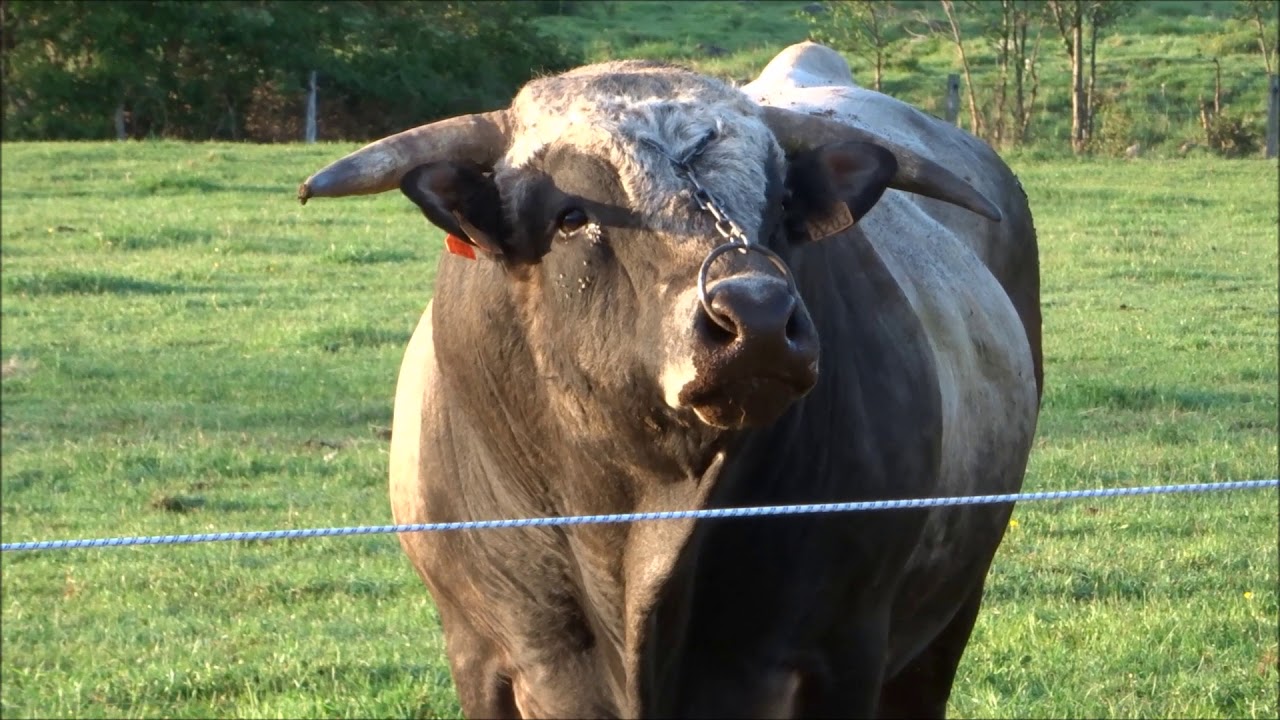 LA RACE AUBRAC - L'APPEL DU MALE
