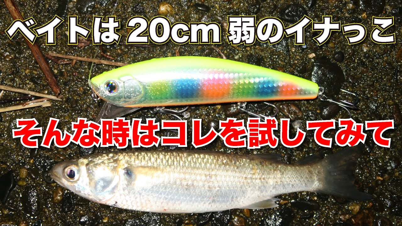 【ランカーシーバス】LONGINの若手コウキが河川の春のイナッコパターンを攻略！ウェイキーブーとフランキーの巻きスピードの重要性と使い分け。大型シーバスを狙います！