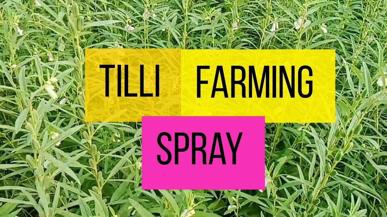 Tilli farming||tilli spray in 13 July 2023||#tilli