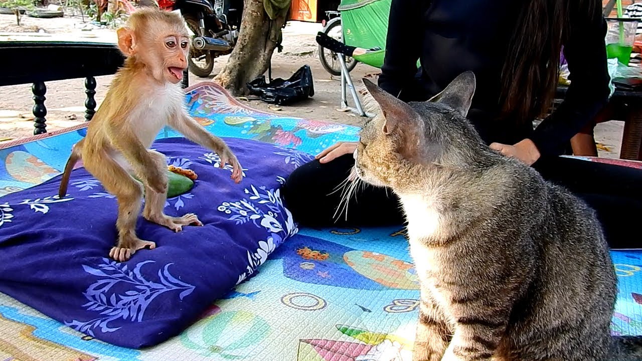 Monkey Maly wants to play with big cat, Monkey baby Maly scares when hear big cat cry