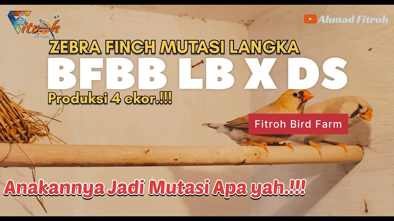ZEBRA FINCH MUTASI LANGKA PRODUKSI 4 EKOR‼️BFBB LB👦🏻 x Dominan Silver👩🏻‼️Fitroh Bird Farm