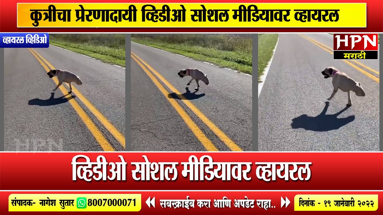 कुत्रीचा प्रेरणादायी व्हिडीओ सोशल मीडियावर व्हायरल । Viral Video ।  hpn marathi news