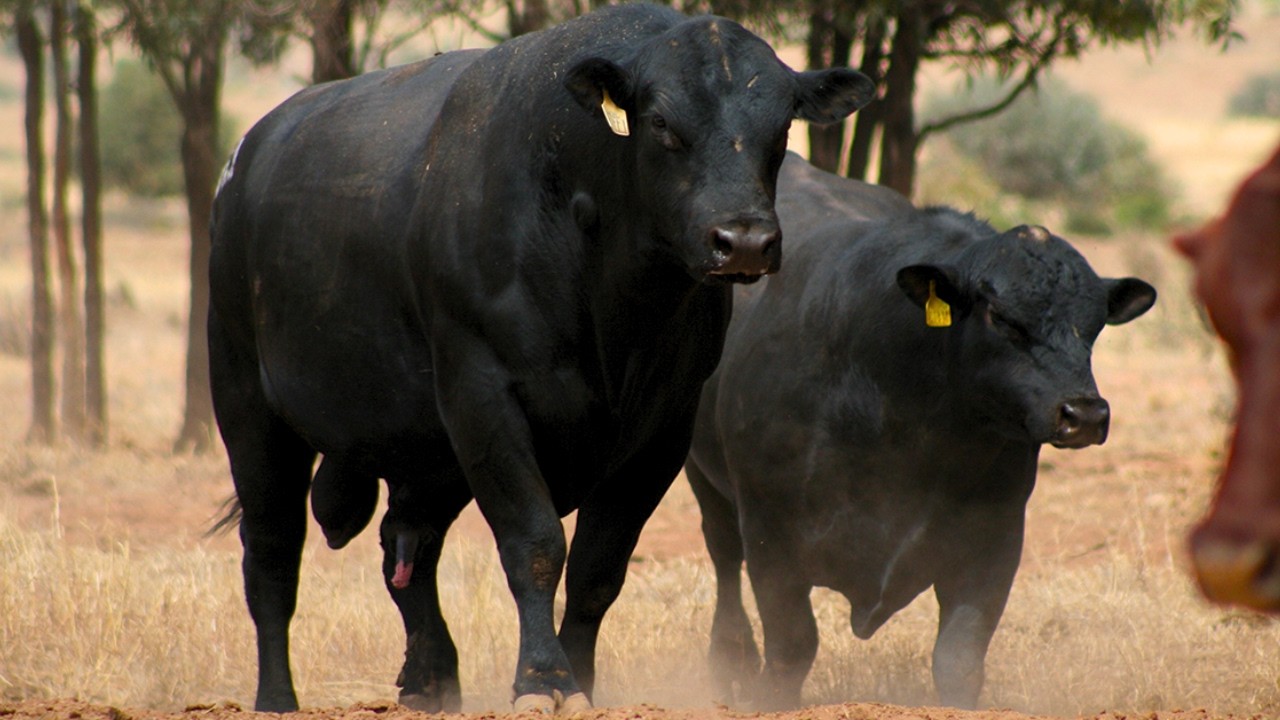 What You DON'T Know About BLACK ANGUS Cattle? The US Revolution in the Cattle World!
