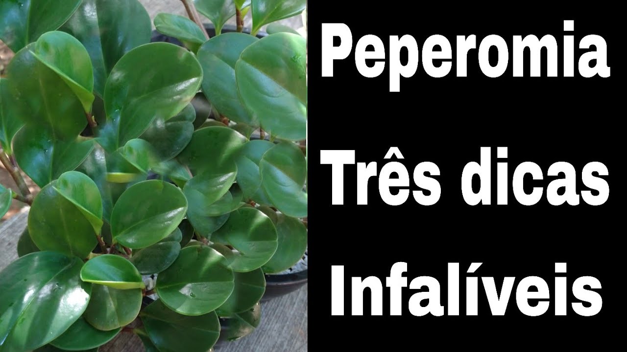Como cuidar de peperomia com três dicas infalíveis