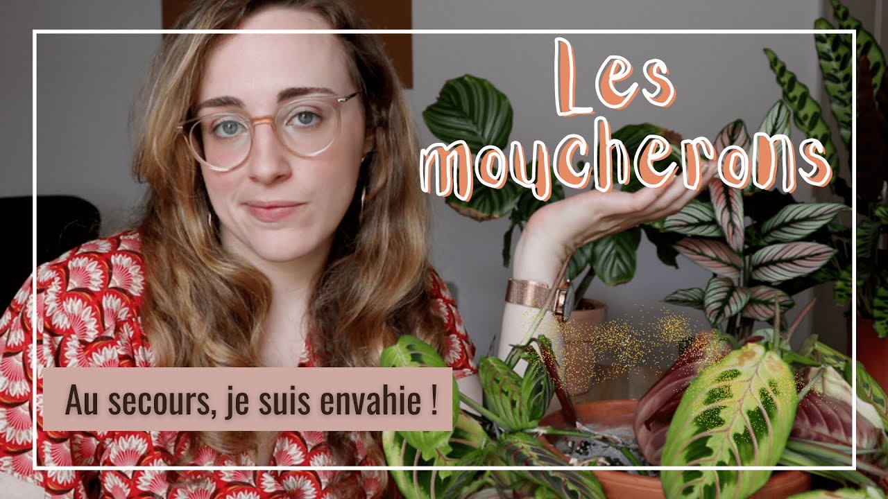 Les moucherons : comment s'en débarrasser ?