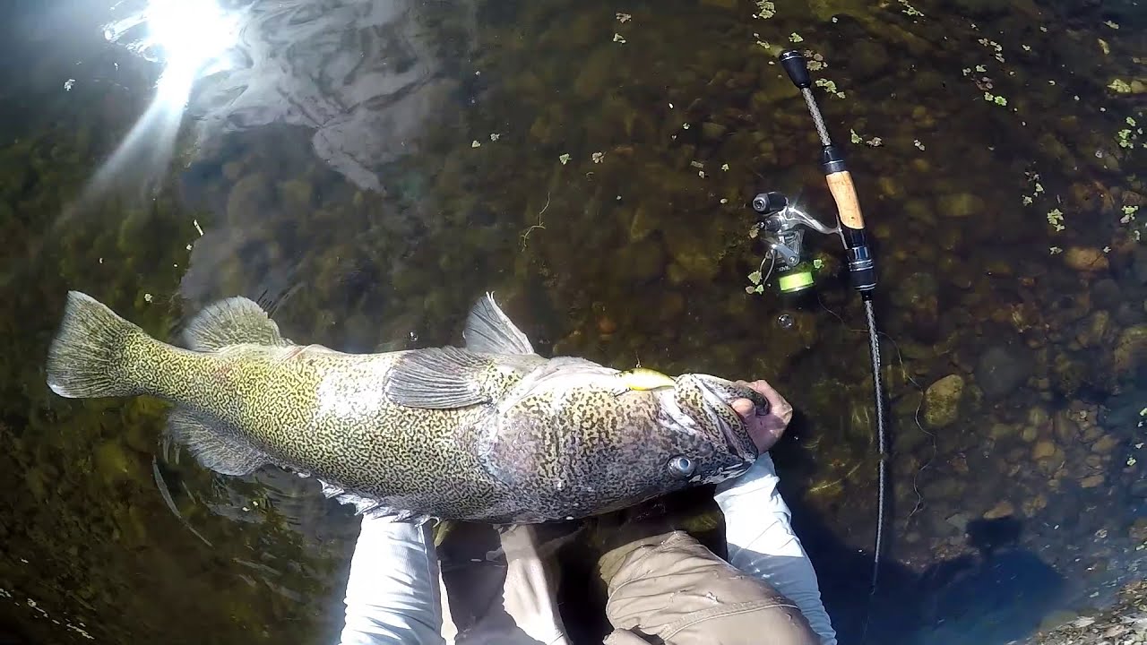 Metre+ Eastern Cod on light tackle. Rare and Epic By-Catch