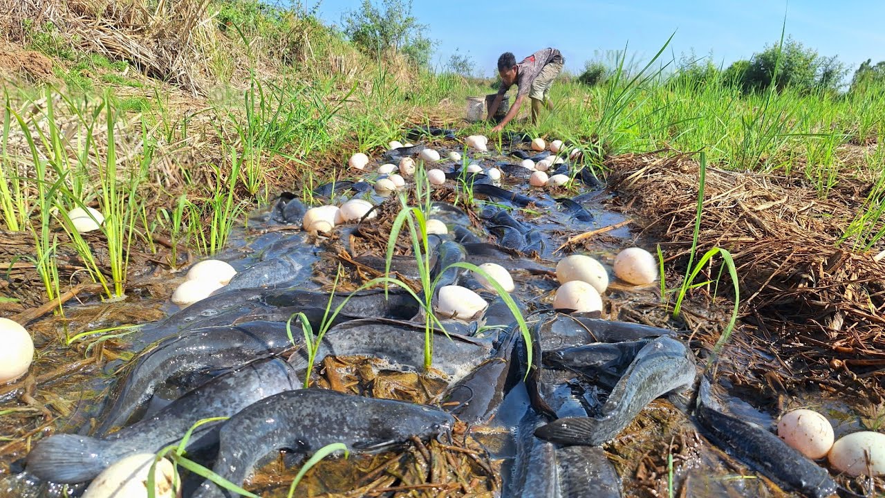 Pav Fishing! Catch fish in the meadow and collect lots of eggs.