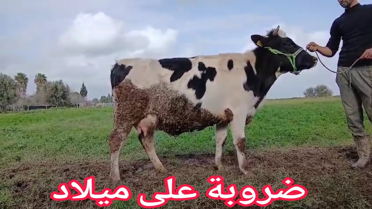 تباااارك الله 💫ضروبة على ميلاد نواحي الغرب🇲🇦  06.67.21.00.53 📞ألو سي عبد الرزاق 