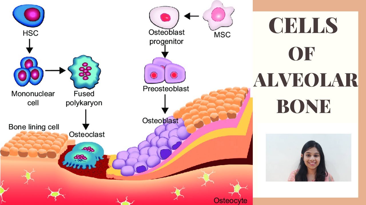 CELLS OF ALVEOLAR BONE II Alveolar bone part II