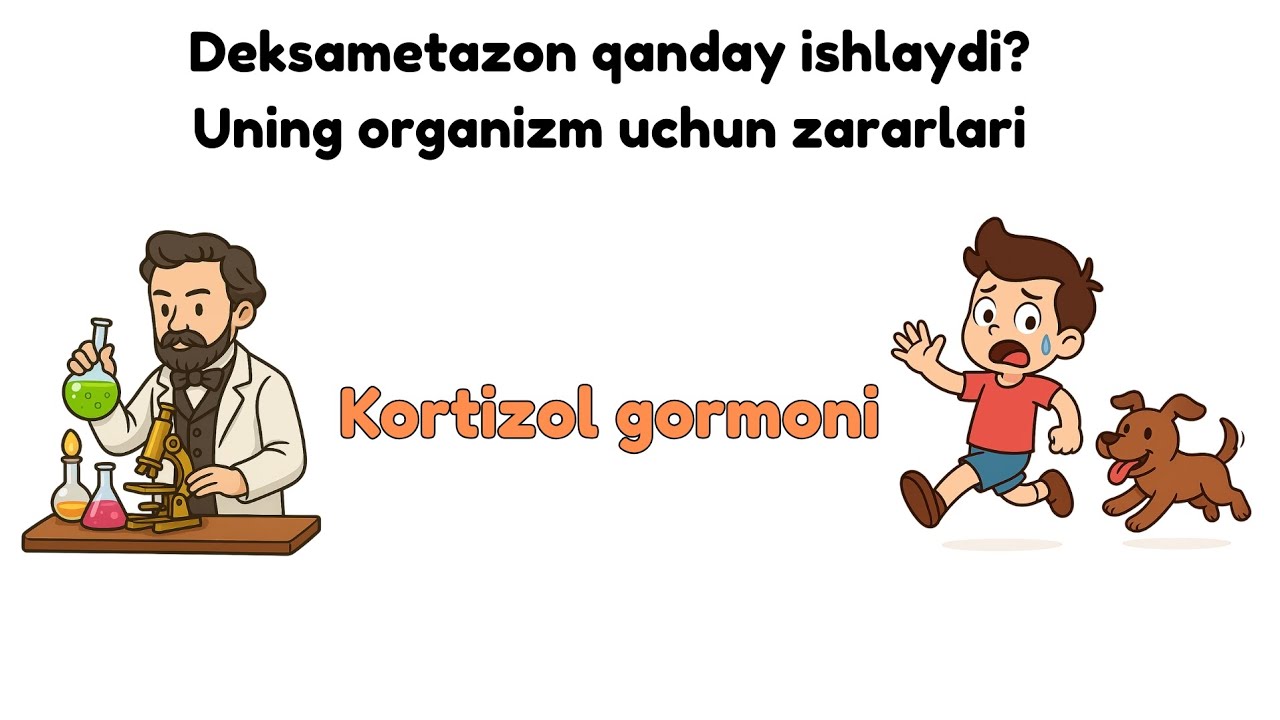 Kortizol gormoni | Buyrak usti bezi fiziologiyasi | Endokrin tizimi