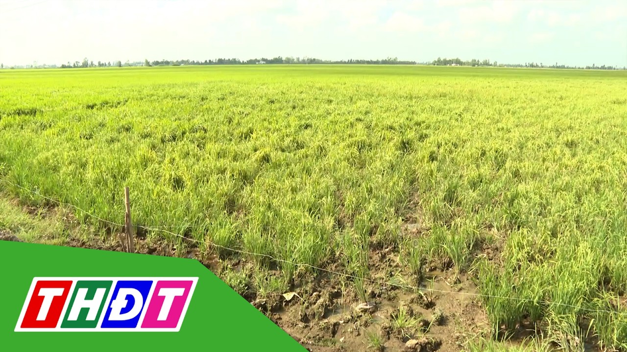 Trâu phá lúa gây nhiều thiệt hại cho nông dân | THDT