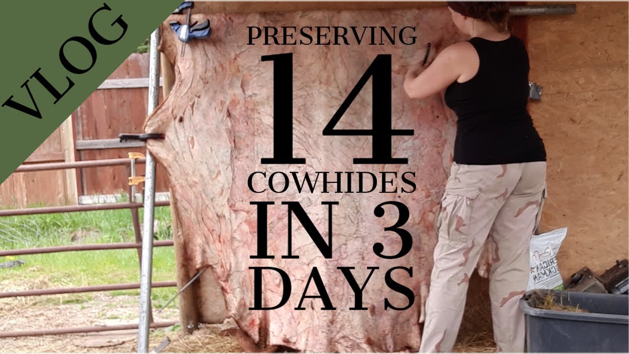 Salting & Preserving 14 Yearling Cowhides | VLOG