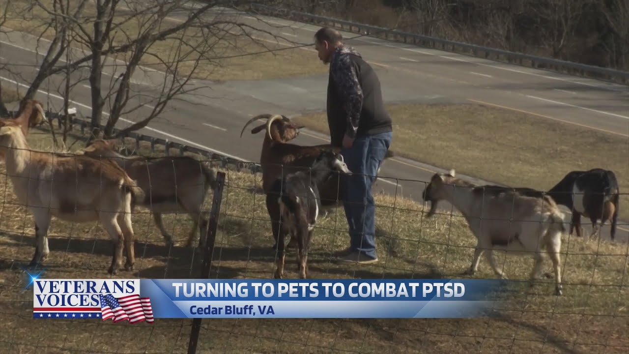 Veteran turns to goats to battle PTSD and creates successful lotion business