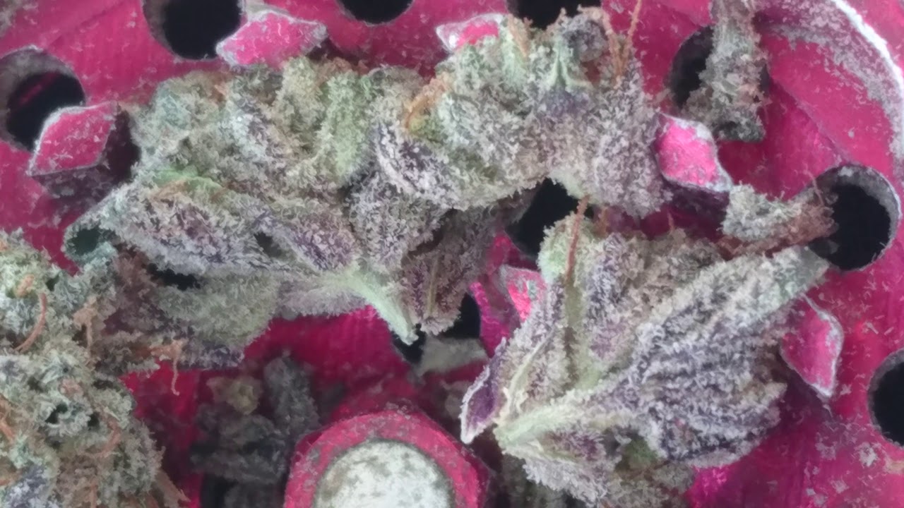 Uk grown stardawg