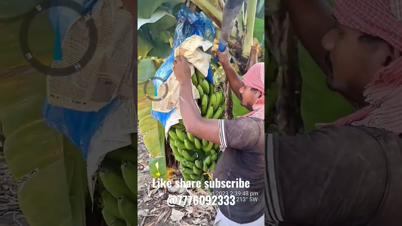 🍌Banana plot harvesting for export UAE #banana #ytshorts  #viralshort #jalgaon  #temburi #subscribe